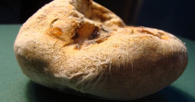 Mushroom species are as expensive as net gold on Hoang Lien Son range