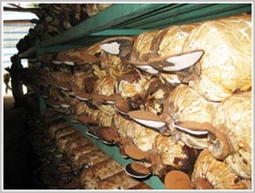 Mushroom World in Cat Tien