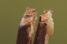 Mushrooms and termites - Symbiotic relationship