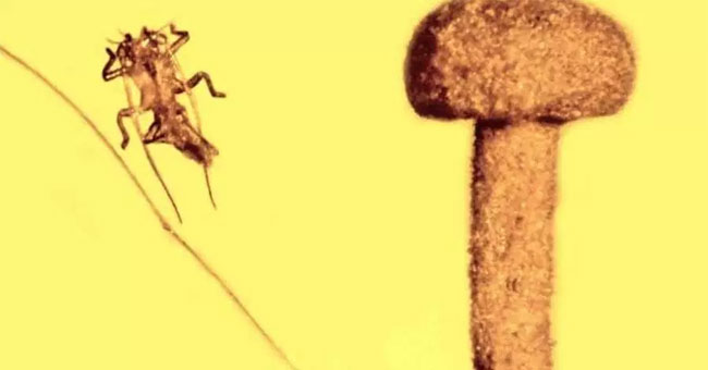 Mushrooms are 50 million years old in amber mass