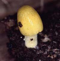 Mushrooms contain lots of vitamin D