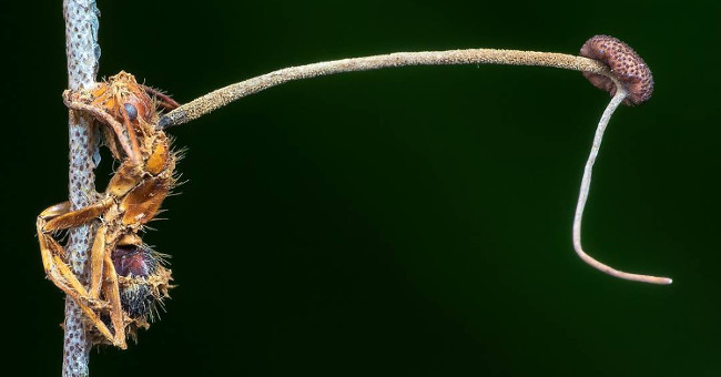 Mushrooms grow long after turning ants into living corpses