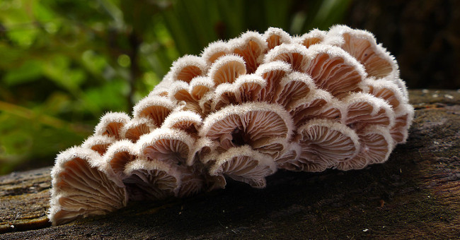 Mushrooms have more than 23,000 sexes to reproduce