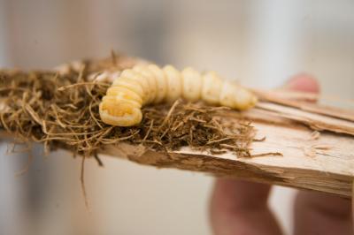 Mushrooms help beetles digest wood