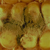 Mushrooms in rice and corn make HIV more fertile