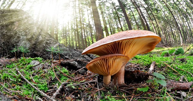 Mushrooms - the only species that protects the earth from harmful solid waste