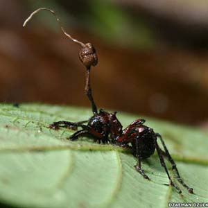 Mushrooms turn ants into zombies