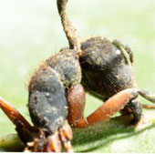 Mushrooms turn ants into zombies to control ants, to kill ants around the nest