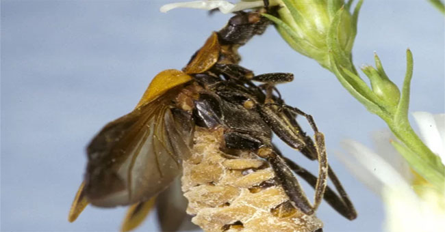 Mushrooms turn beetles into living corpses to lure prey