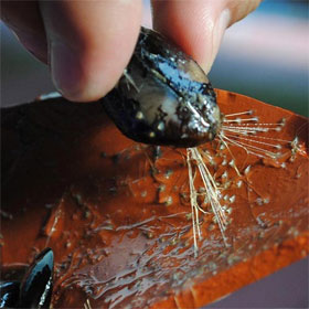 Mussels help find only new surgery
