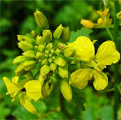 Mustard can limit the destruction of chemical weapons