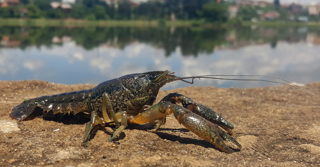 Mutant crayfish are invading Europe thanks to its unique ability