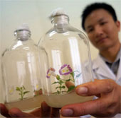Mutant flowers gene after radiation projection