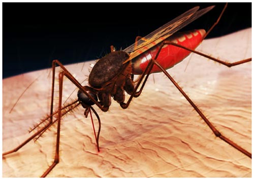 Mutant mosquitoes fight malaria