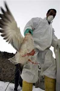 Mutations in H5N1 in Turkey