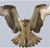 My falcon eagle catches carp