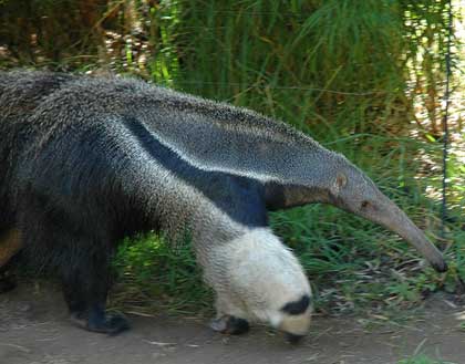 Myrmecophaga tridactyla