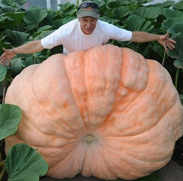 Mysterious Alaskan Deciphering - The land of giant vegetables