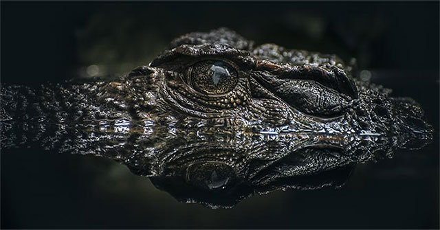 Mysterious ancient crocodile bones found in ancient desert in Israel