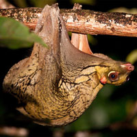 Mysterious animals cross between monkeys and bats