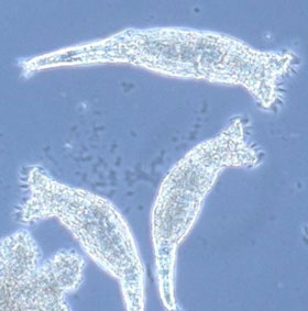 Mysterious animals 'stop sex' 80 million years
