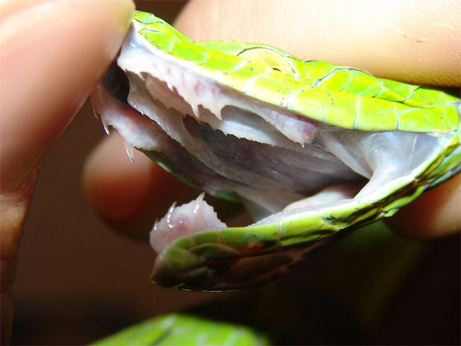 Mysterious answers about snakes and canines
