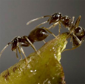 Mysterious ants 'click' midnight bell