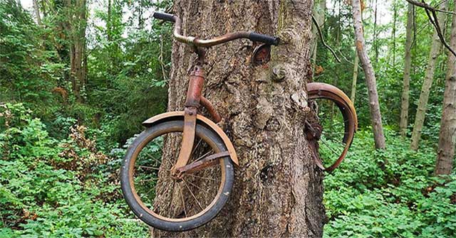 Mysterious bicycle swallowing tree