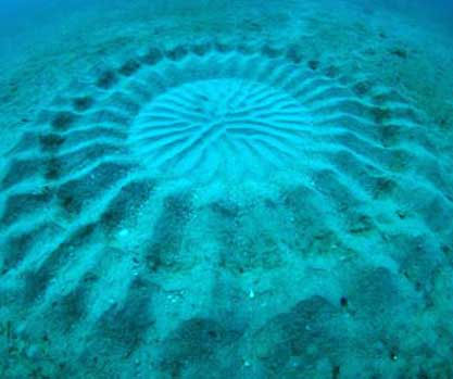 'Mysterious circle' under the sea created by fish