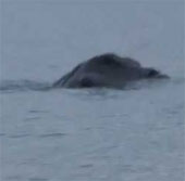 'Mysterious creature' appears in Ireland