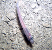 Mysterious creatures exist under 740m thick ice in Antarctica