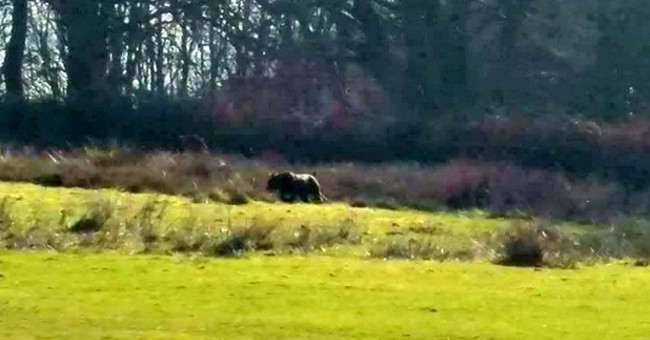 Mysterious creatures like the black panther appear near the British campsite