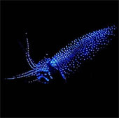 Mysterious creatures make the night sea shimmer