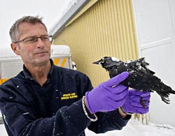 Mysterious dead bird spread to Sweden