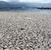 Mysterious dead fish on volcanic lake in Indonesia