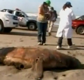 Mysterious death of marine animals in Peru