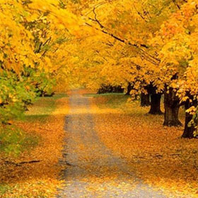 Mysterious deciphers' autumn leaves fall yellow