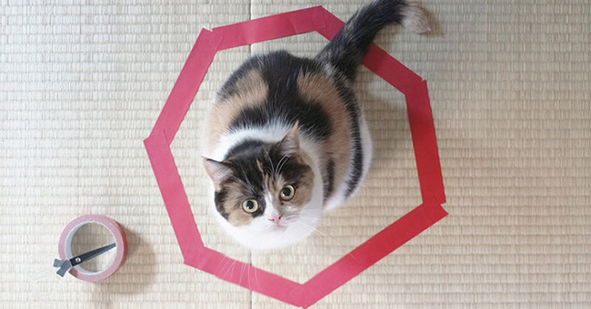Mysterious decoding: Why do cats love to sit in circles?