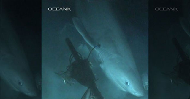 Mysterious deep-sea shark older than dinosaurs
