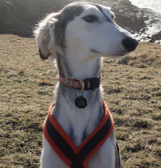 Mysterious dog origin