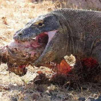 Mysterious drama of Komodo dragon