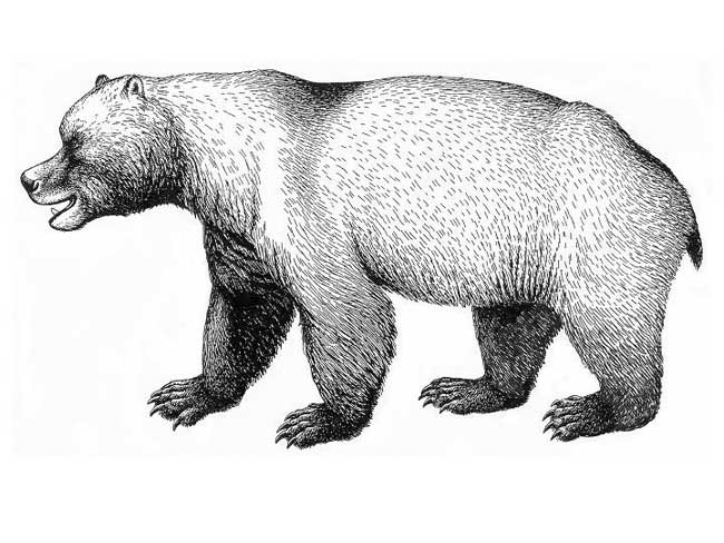 Mysterious events of cave bears extinction