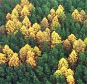 Mysterious fascist symbols in the German forest