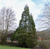 Mysterious fir tree regenerates itself from the dead