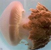 Mysterious giant jellyfish re-exported after more than 100 years