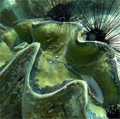 Mysterious giant 'monster' species weighs 3 quintals