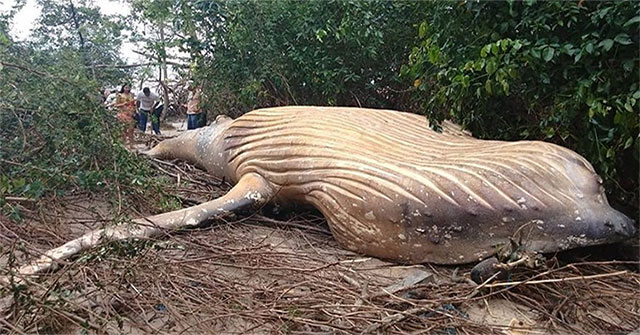 Mysterious giant whale corpse found in the Brazilian jungle