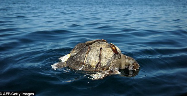 Mysterious hundreds of dead sea turtles floating in the Pacific Ocean