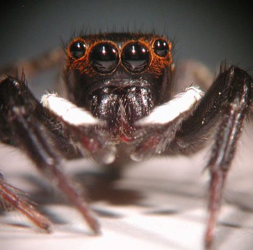 Mysterious jump of Adanson spider