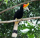 Mysterious little known about beautiful birds like myths